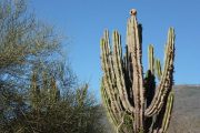 Bird house on cactus