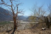 Trees in desert