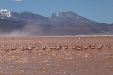 Flamingos Laguna Colorada Bolivia