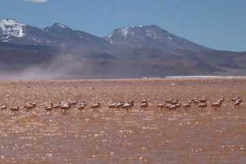 Flamingos in Laguna Colorada