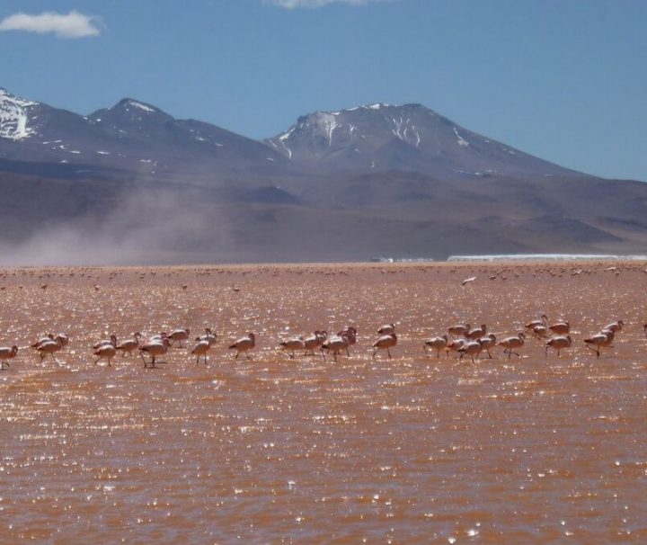 Flamingos in Laguna Colorada