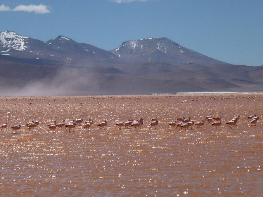 Flamingos Laguna Colorada Bolivia