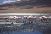 Flamingos in desert lake