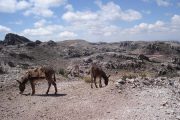 Donkeys on the trail