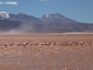 Flamingos Laguna Colorada Salar