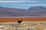 Iron in Laguna Colorada