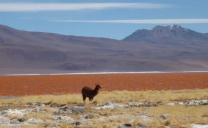 Laguna Colorada Salar tour