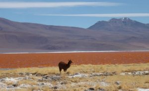 Lama Laguna Colorada Bolivia rondreis