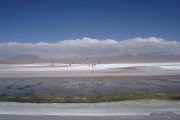 Flamingos flying over Laguna Colorada