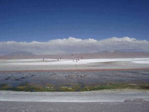 Flamingos flying over Laguna Colorada