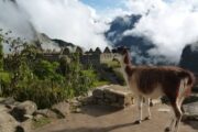 Lama view at Machu Pichu