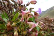 Flowers in the Sacred Valley