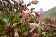 Flowers in the Sacred Valley