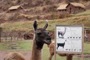 Lama farm