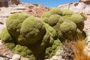 Yareta Cushion plants