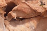 Vizcacha in rock formation