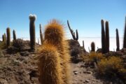 Cacti on Inca Wasi Island