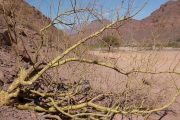 Tree in desert