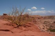 Tree in desert of cafayate