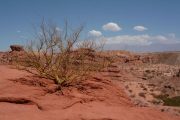 Tree in desert of cafayate