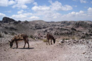 Donkeys on hike from Sucre