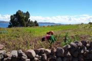 Local farming on Taquile Island