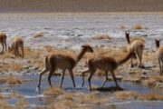 Wild vicuñas
