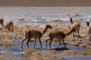Wilde vicuñas