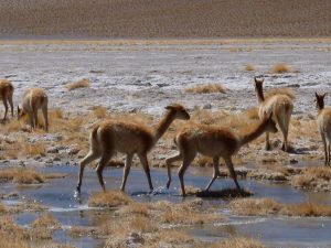 Wild vicuñas