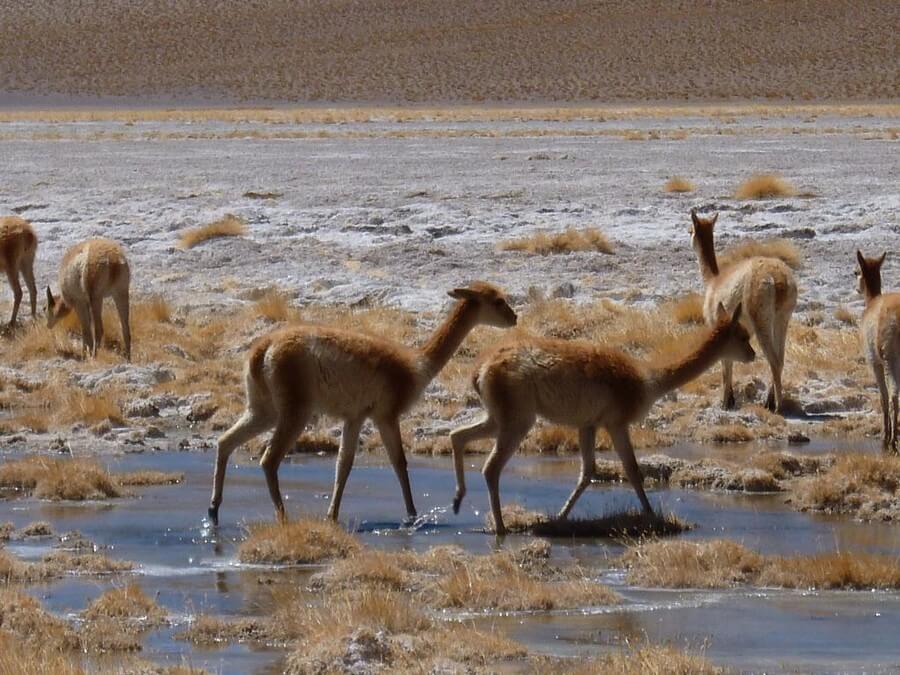 vicuñas, surrealistische maarreizen Bolivia