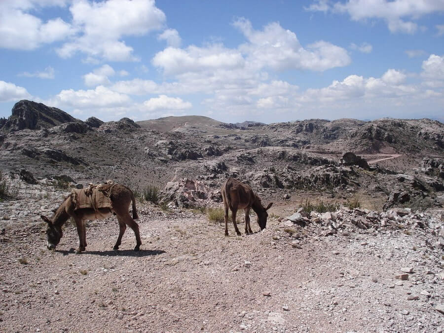 Donkeys on hiking trail