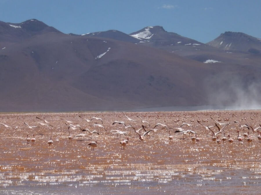 Flamingos in Laguna Colorada