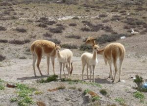 Vicuñas Colca Canyon tours