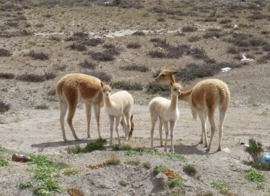 Travel through the Andes of Peru and Bolivia - Fairtravel4u Travel through the Andes of Peru and Bolivia - Fairtravel4u