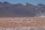 Flamingos in Laguna Colorada