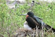 Nestling Frigate Bird