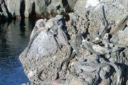 Iguanas on the rocks