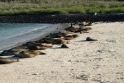 Sleeping sea lions