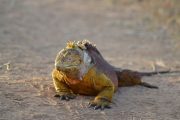 Colorful iguana on Galapagos