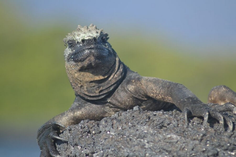 poserende leguaan op de Galapagos