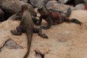 Iguanas on the rocks