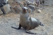 Sleepy sea lion