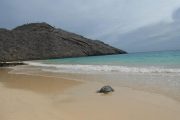 Turtle on the beach