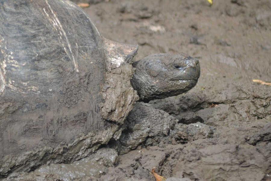 Dirty tortoise