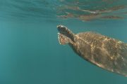 Swimming sea turtle