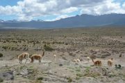 Vicuñas in the Colca Canyon