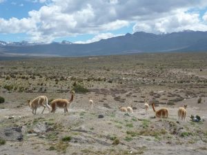 Vicuñas Cabanaconde Colca Canyon tour