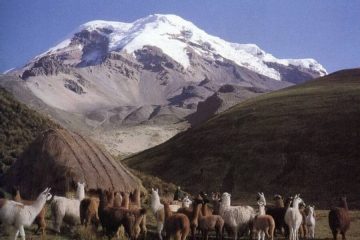 lama´s Vicuña Trek Ecuador