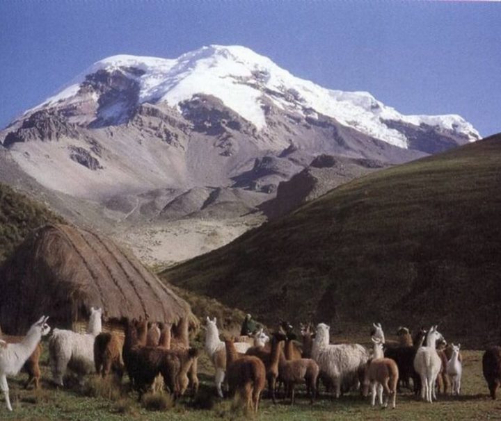 lamas on the Llamas Trek