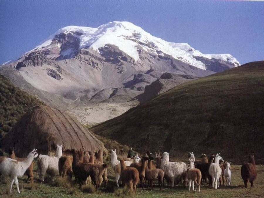lamas on the Llamas Trek